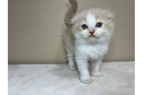 成約済の茨城県のスコティッシュフォールド(折れ耳)-90711の3枚目